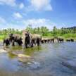 Elefanten im Udawalawe-Nationalpark in Sri Lanka